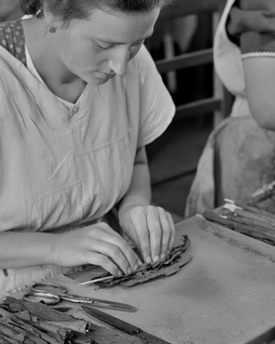 Woman rolling cigar in manufacturing plant circa 1945