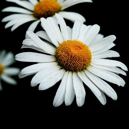 German chamomile flower