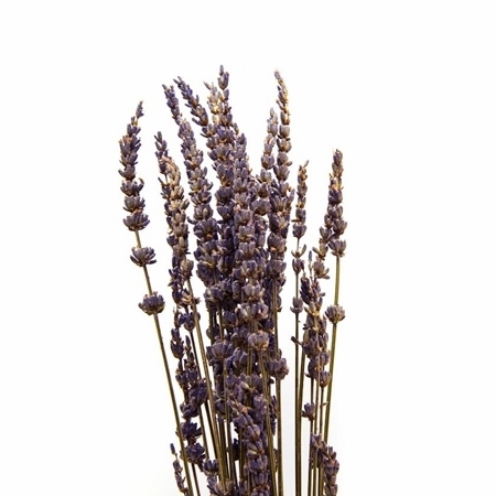 Lavender plant