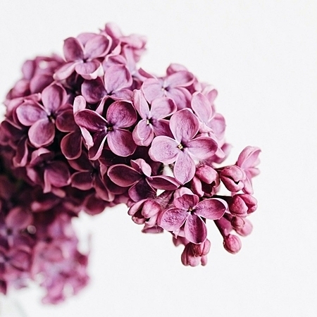 Lilac plant